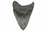 Fossil Megalodon Tooth - South Carolina River #261174-2